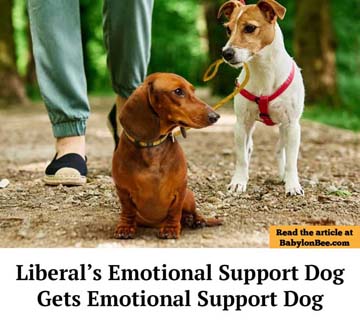 support_dog