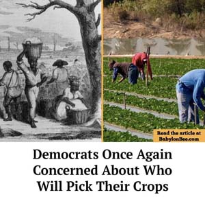 democrat_cotton_BB
